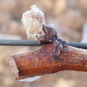 Bud frost at Domaine Hubert Lamy