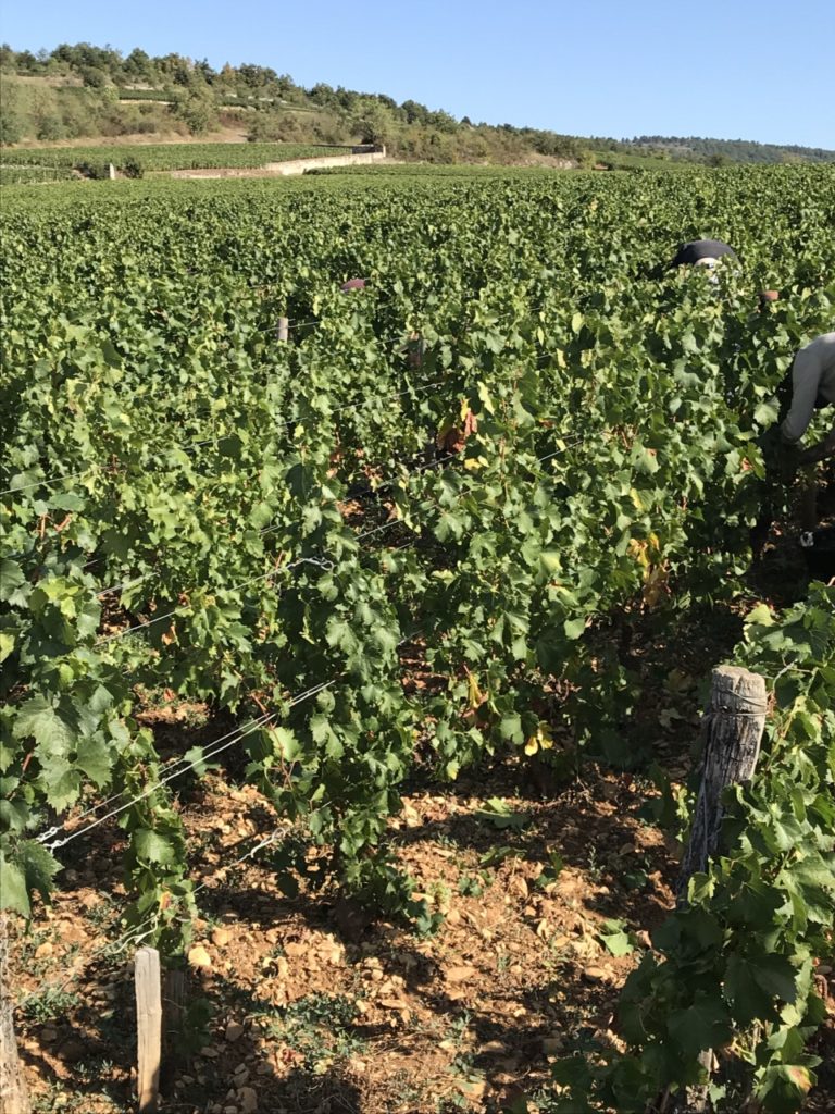 Burgundy vines during harvest 2019