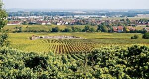 Jasper on Zoom: Chambolle-Musigny Combe d’Orveau