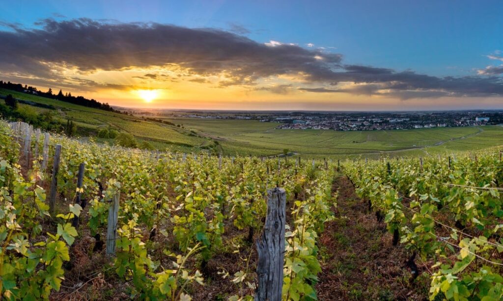 1855-Revisited-Tete-de-Cuvée-vineyards