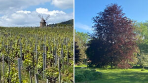 May/June 2021: Latest News from Burgundy