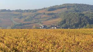 2020 Côte de Beaune South: Maranges to Meursault