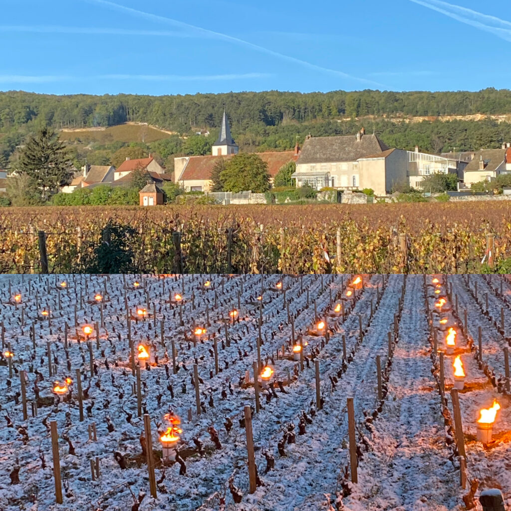 2021 in Burgundy: An Introduction to the 2021 Vintage
